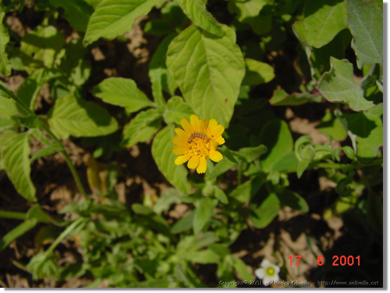 Flors_250.jpg