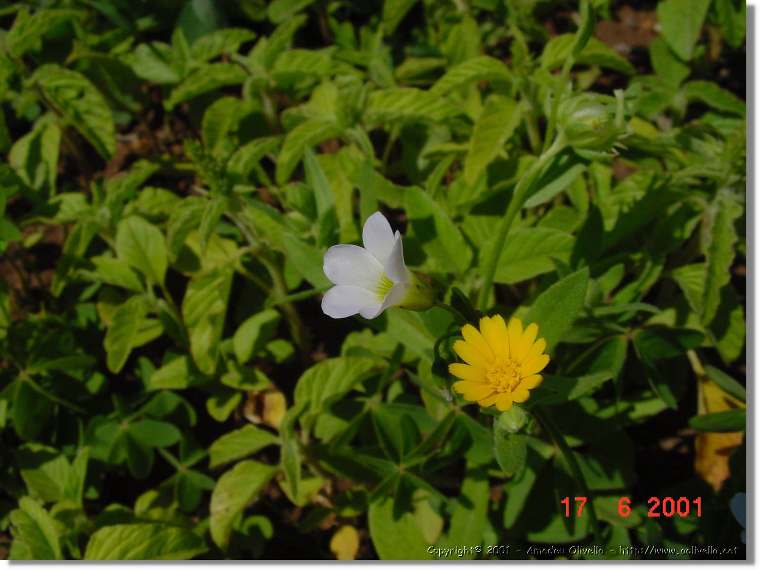 Flors_251.jpg