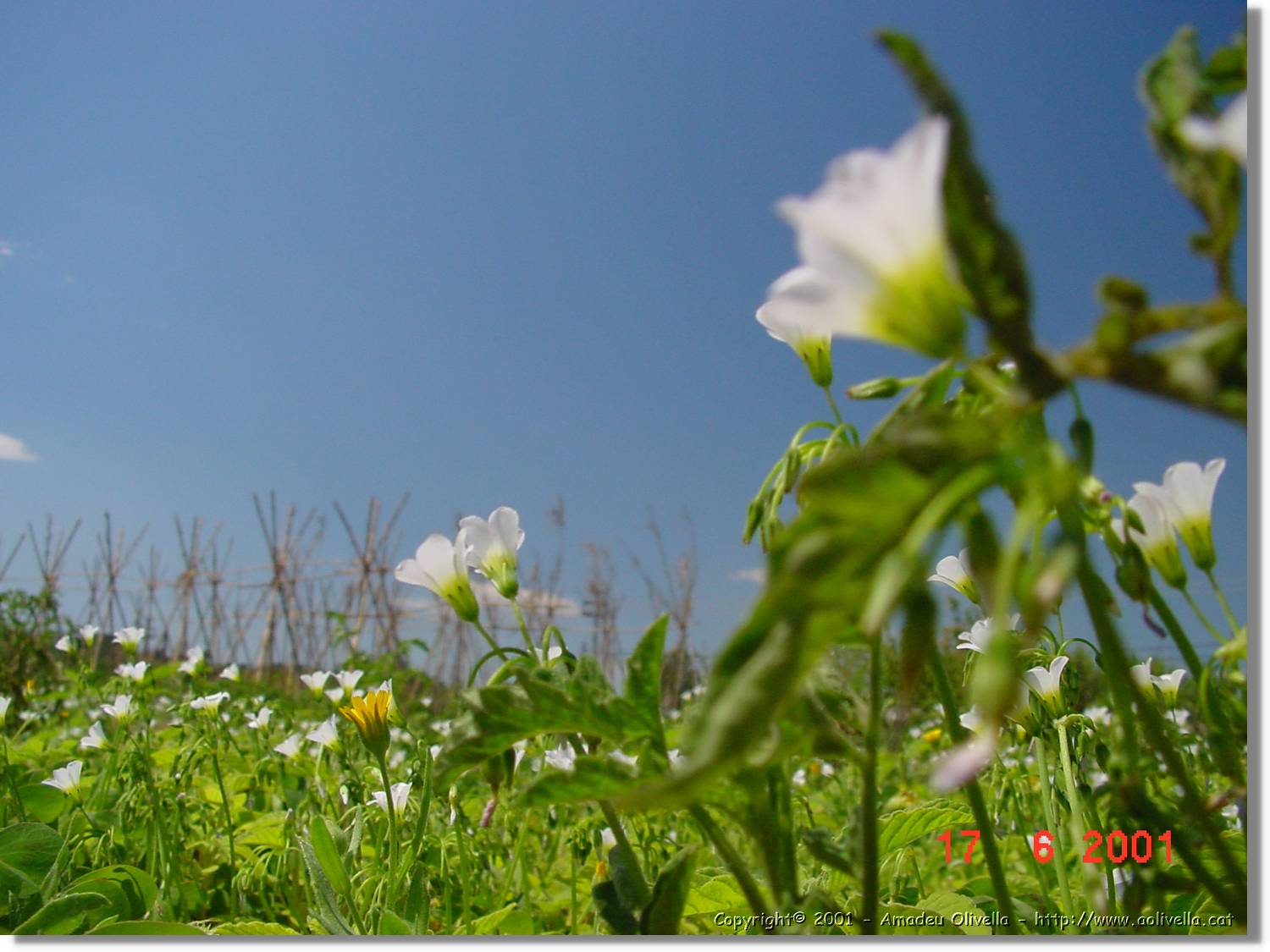 Flors_252.jpg