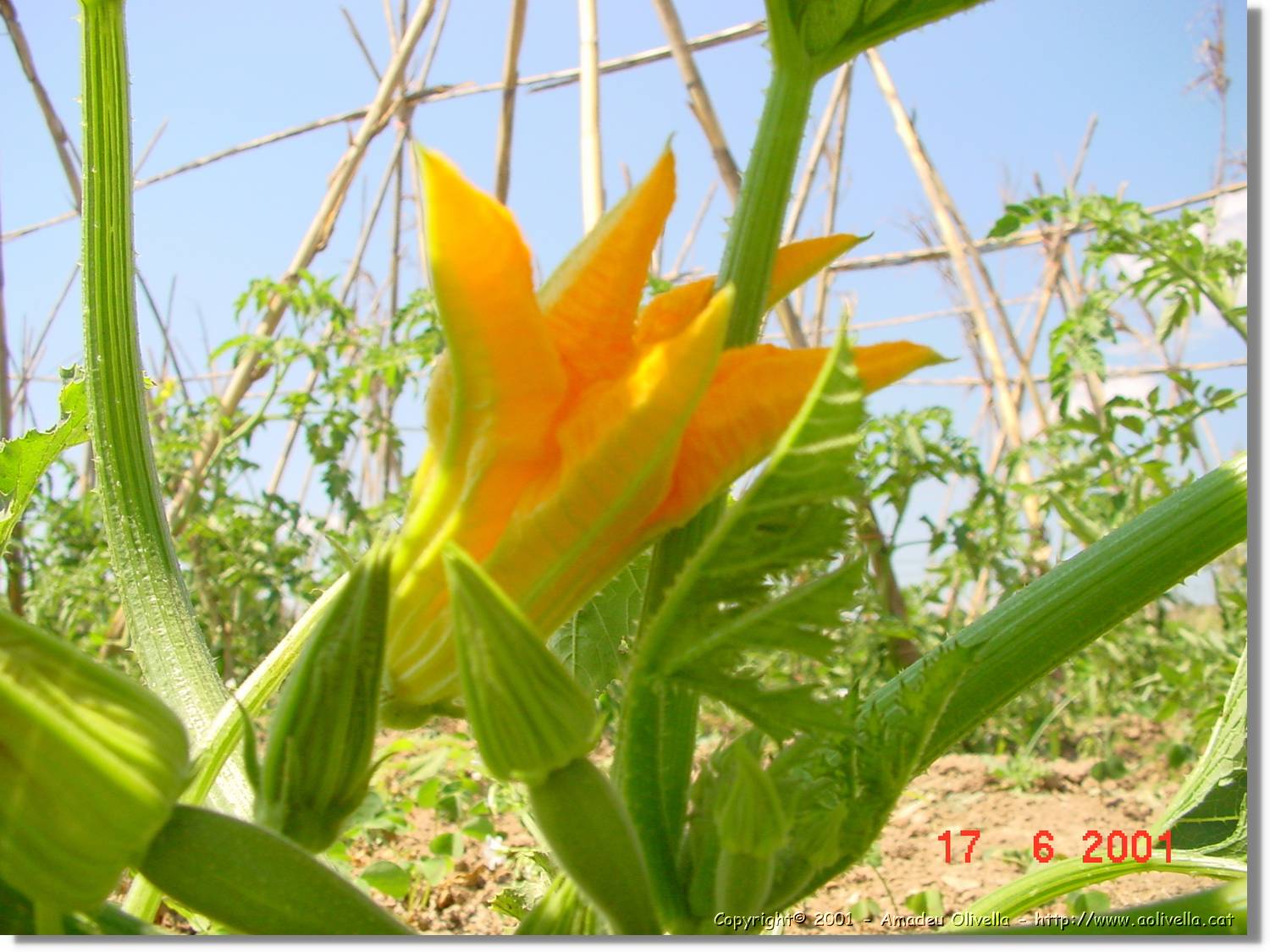 Flors_254.jpg