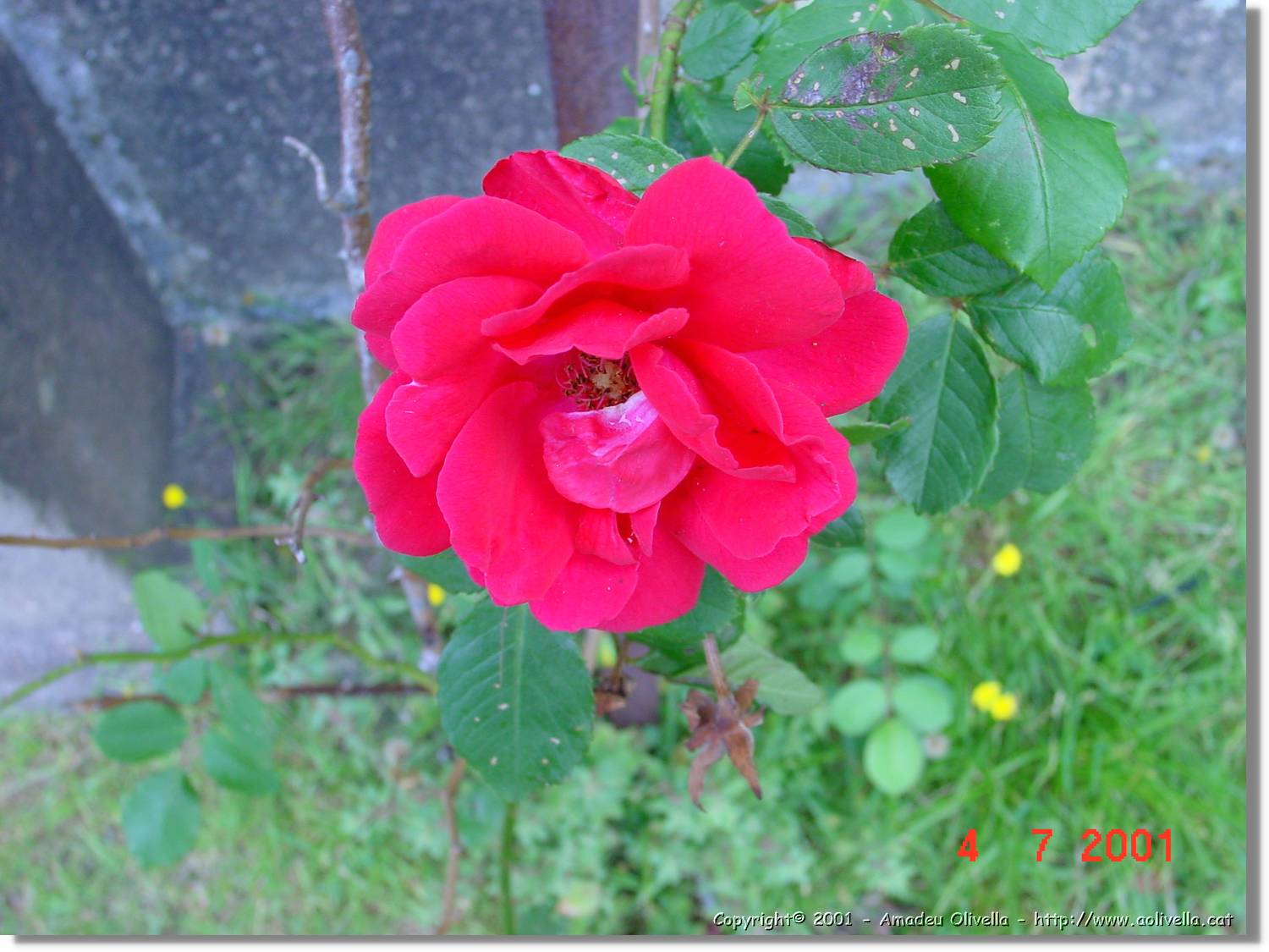 Flors_259.jpg