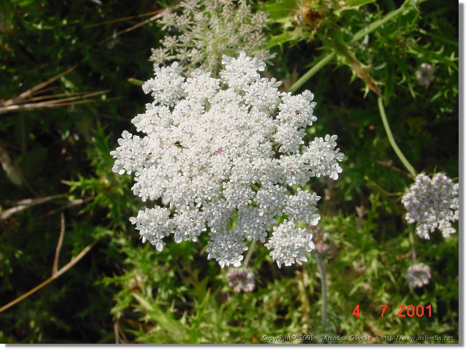 Flors_261.jpg