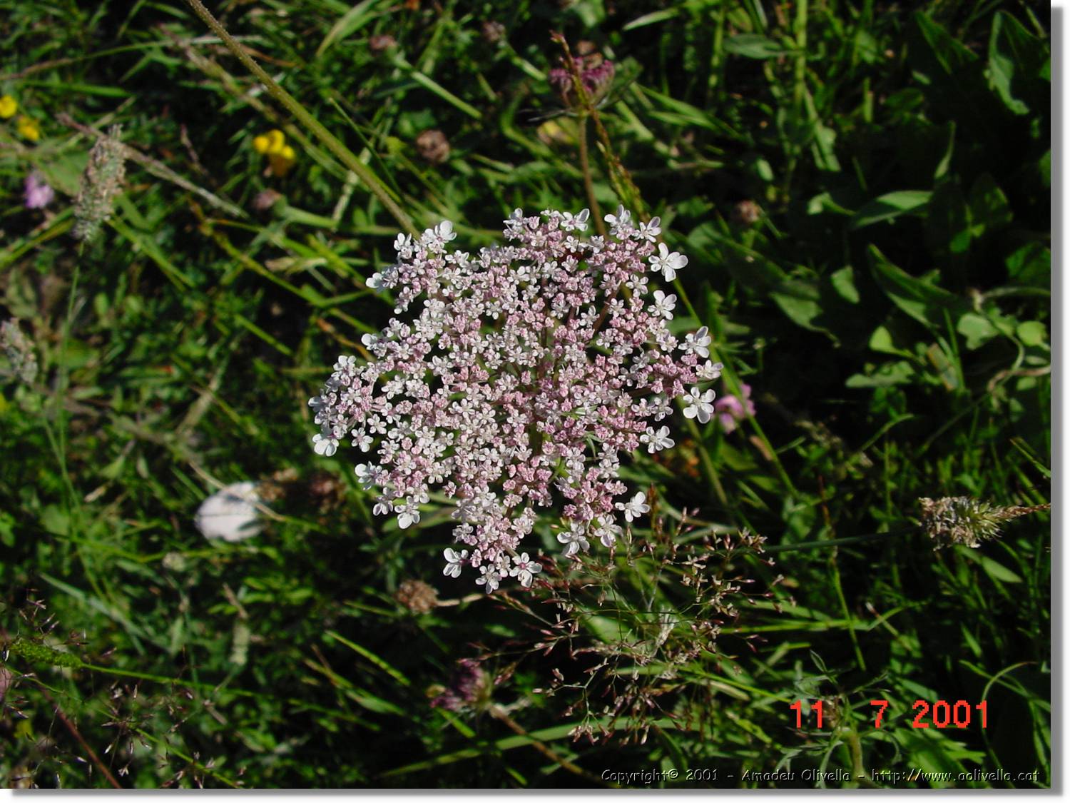 Flors_266.jpg