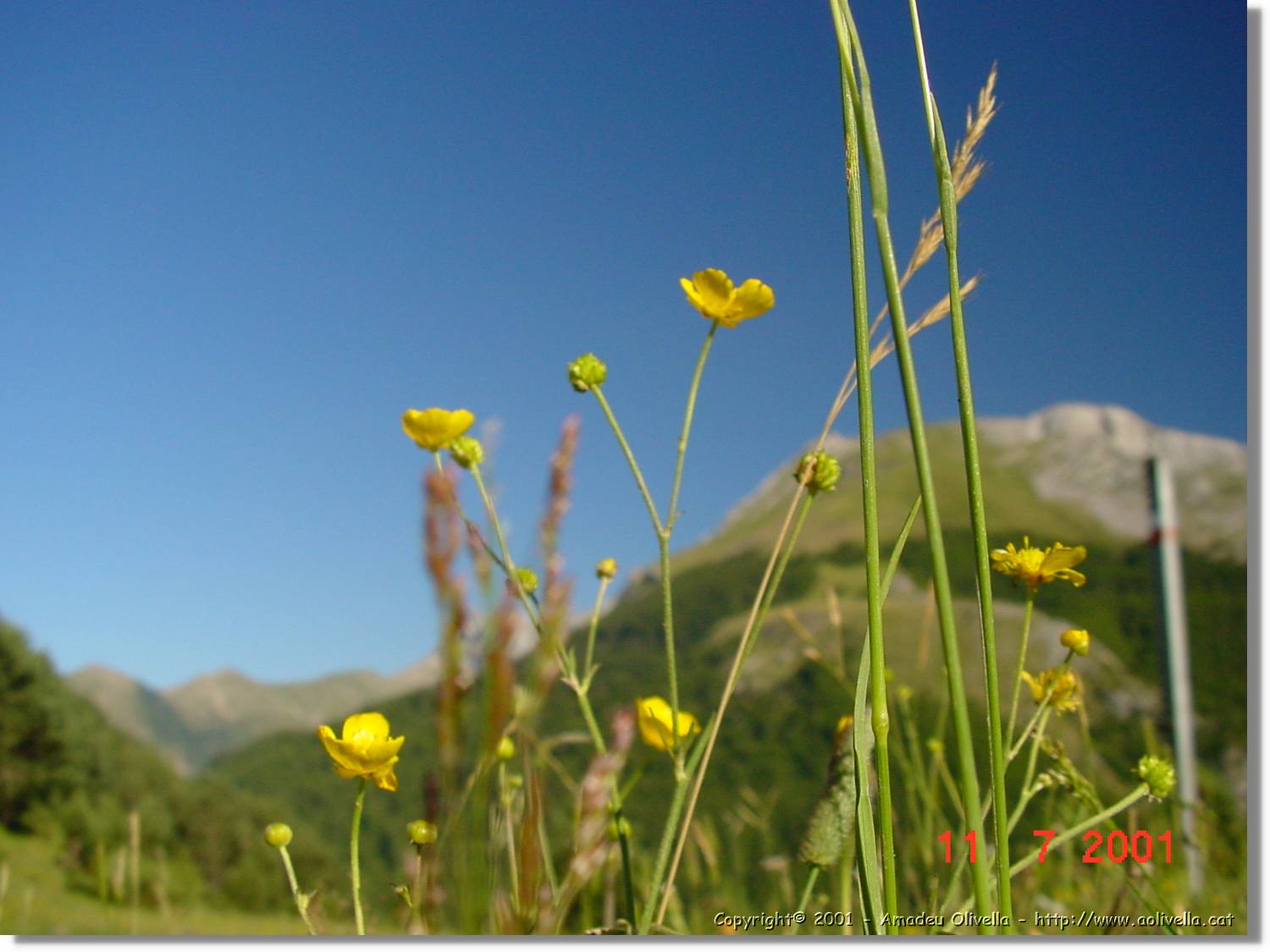Flors_267.jpg