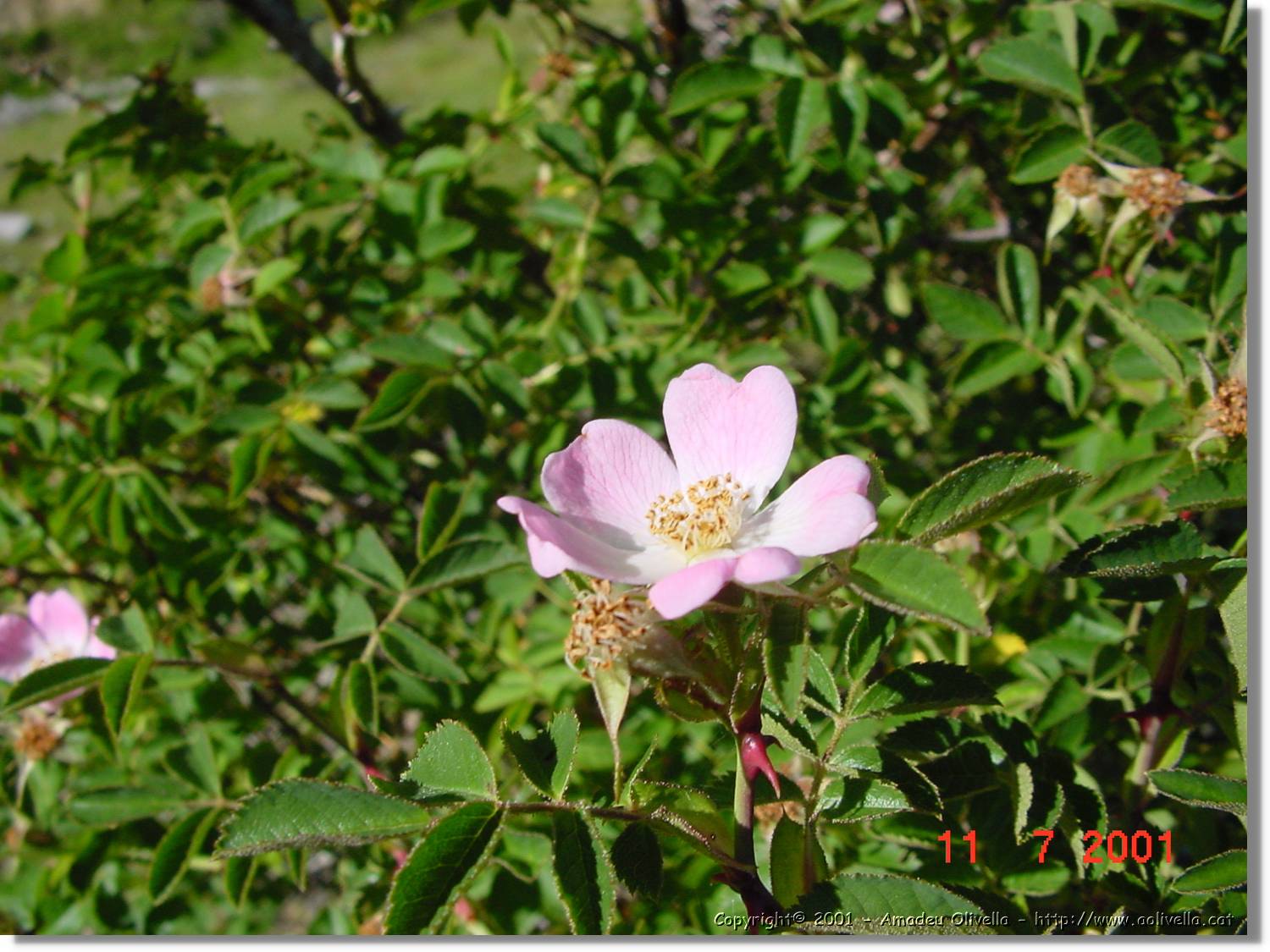 Flors_269.jpg