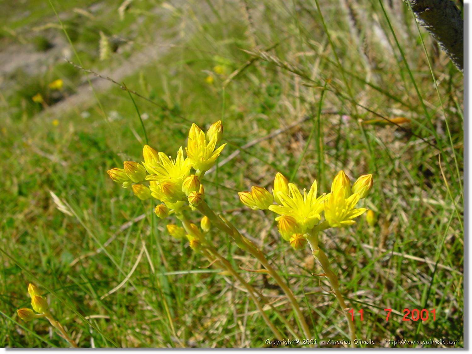 Flors_270.jpg