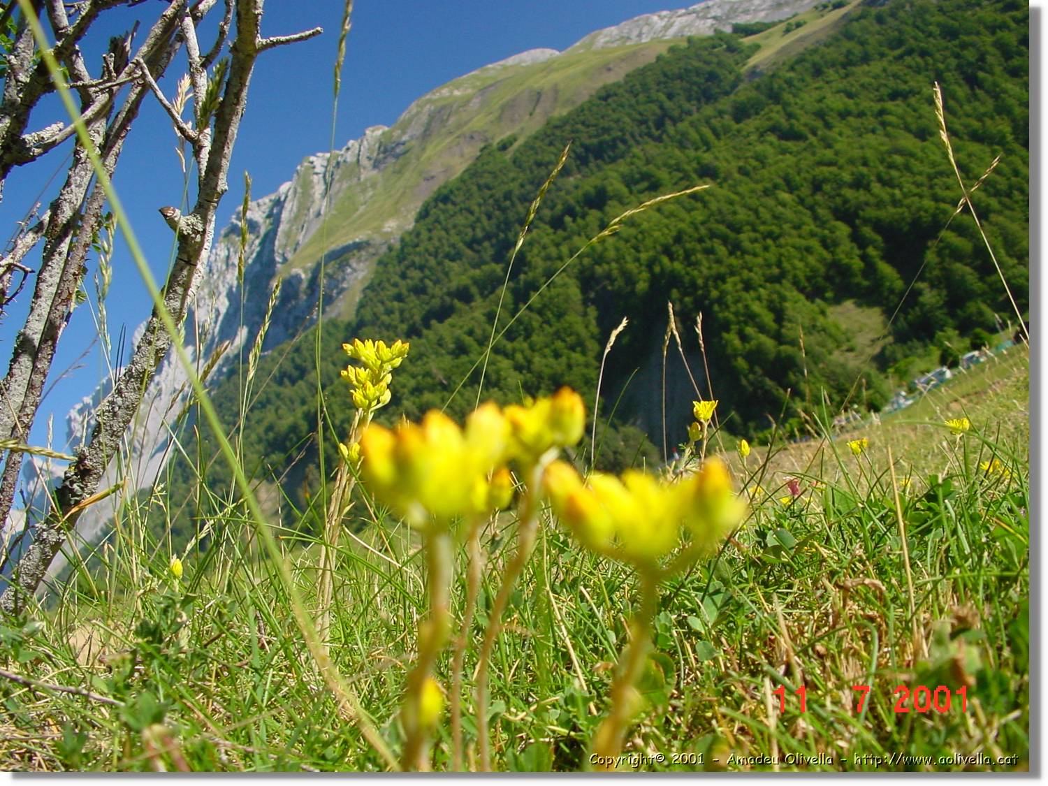 Flors_272.jpg