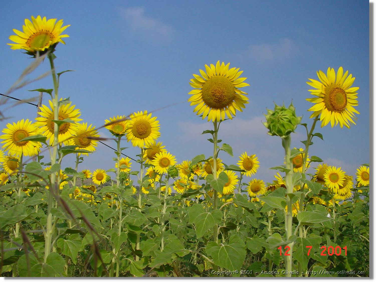 Flors_274.jpg