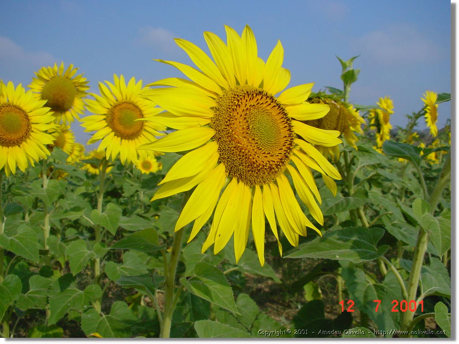 Flors_276.jpg