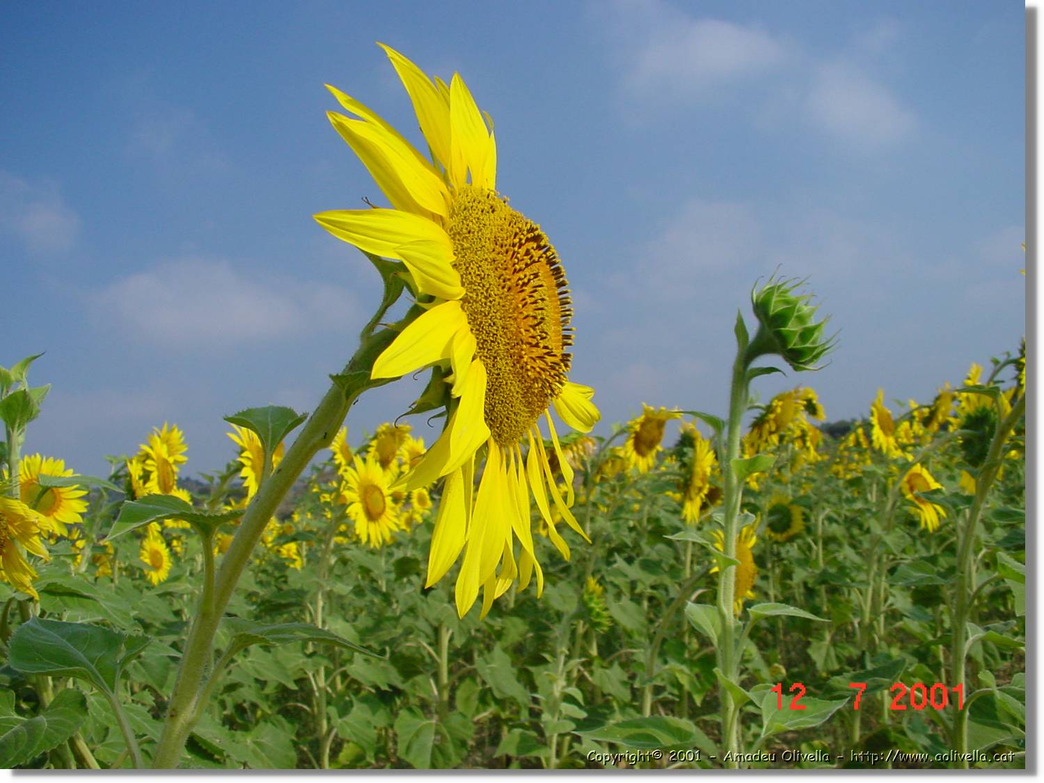 Flors_277.jpg