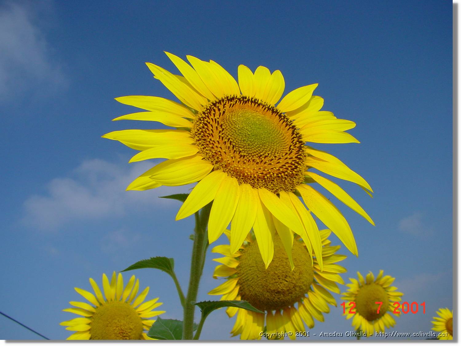 Flors_279.jpg