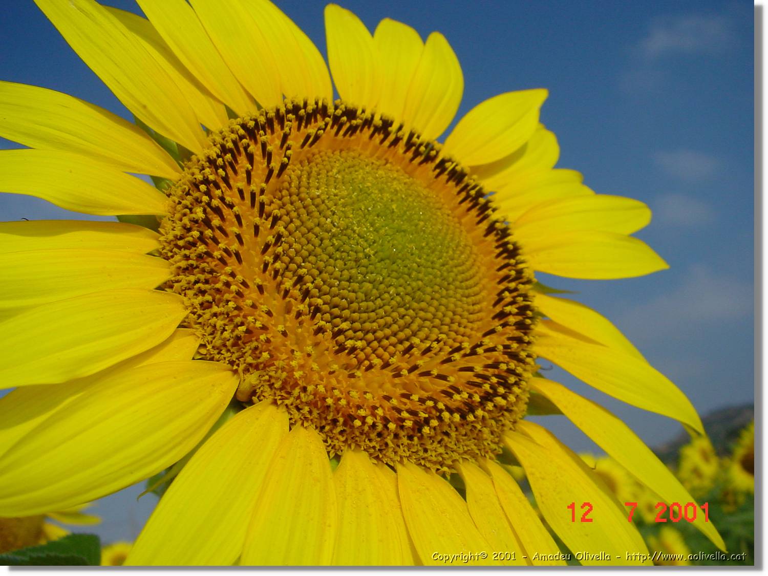 Flors_280.jpg