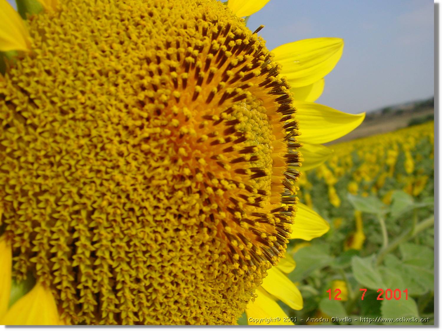 Flors_284.jpg