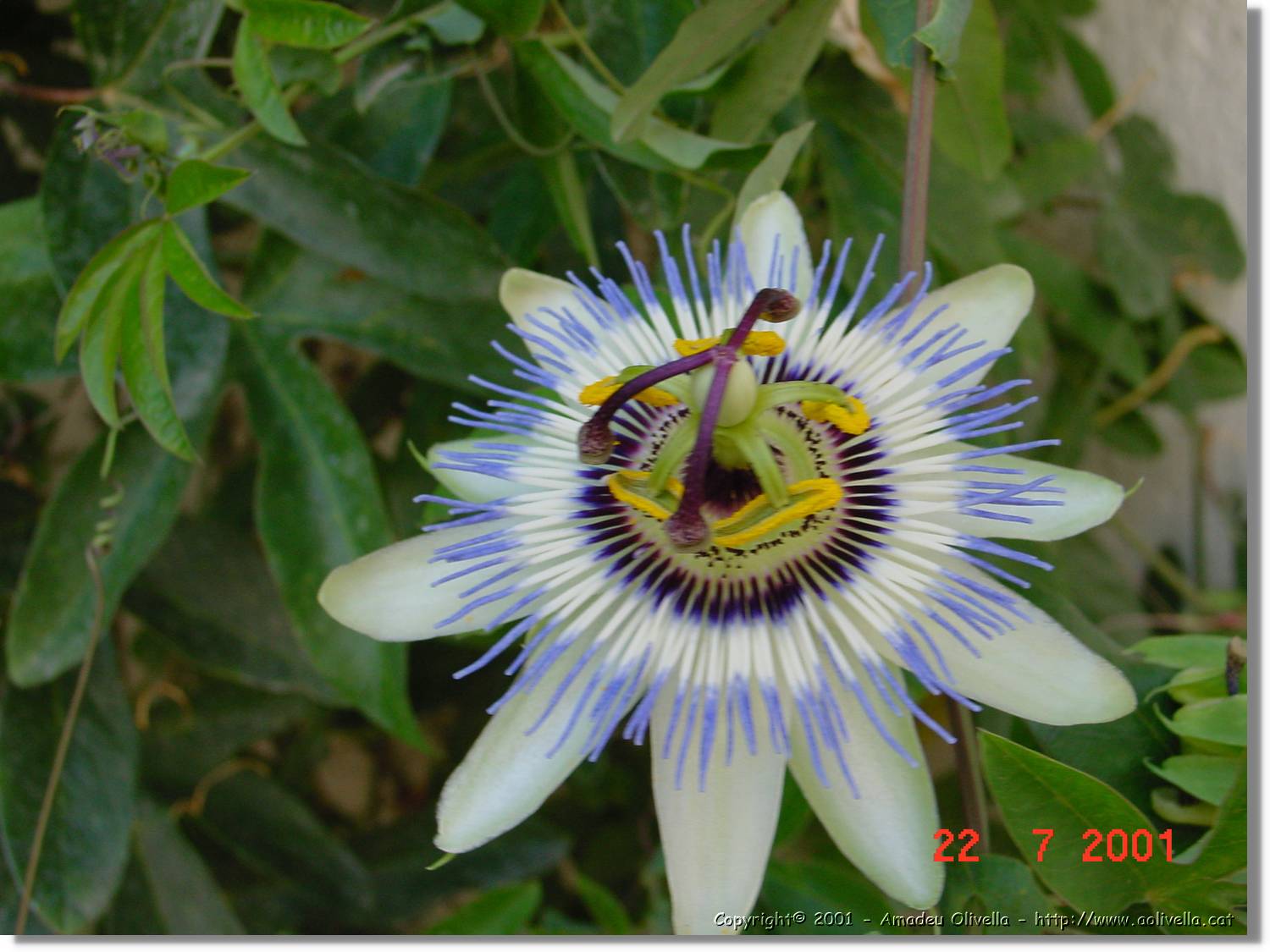 Flors_285.jpg