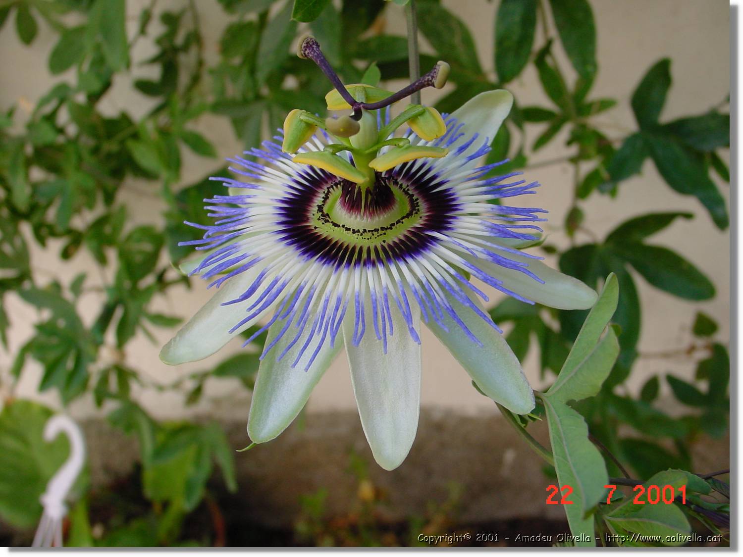 Flors_287.jpg
