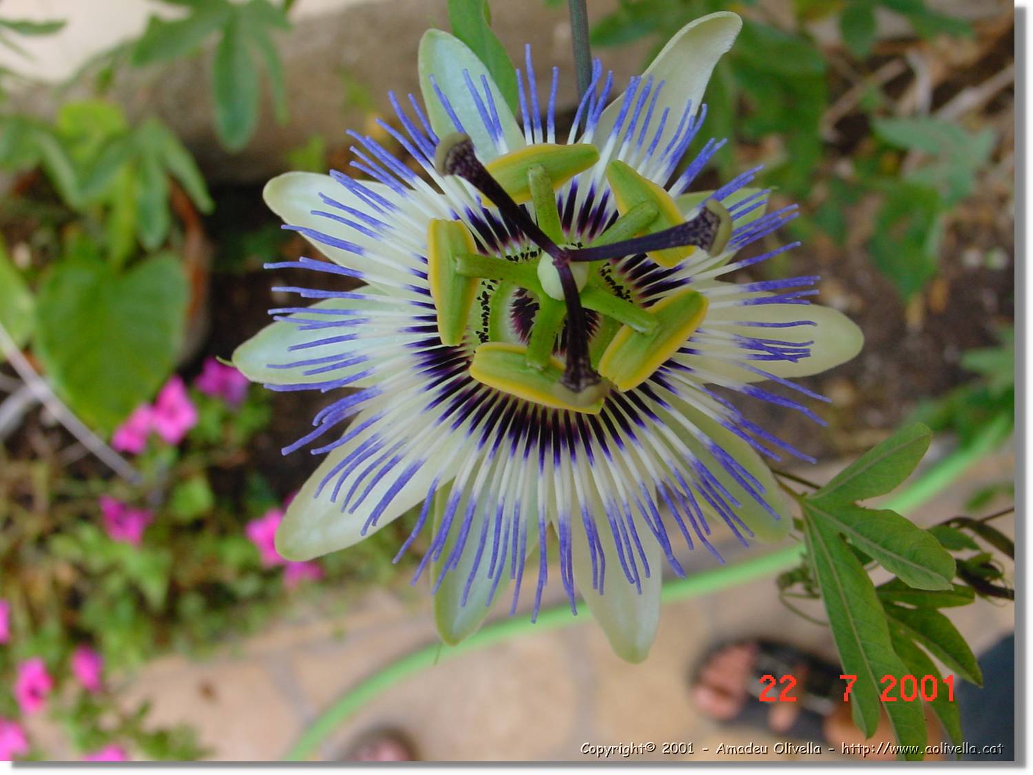 Flors_288.jpg