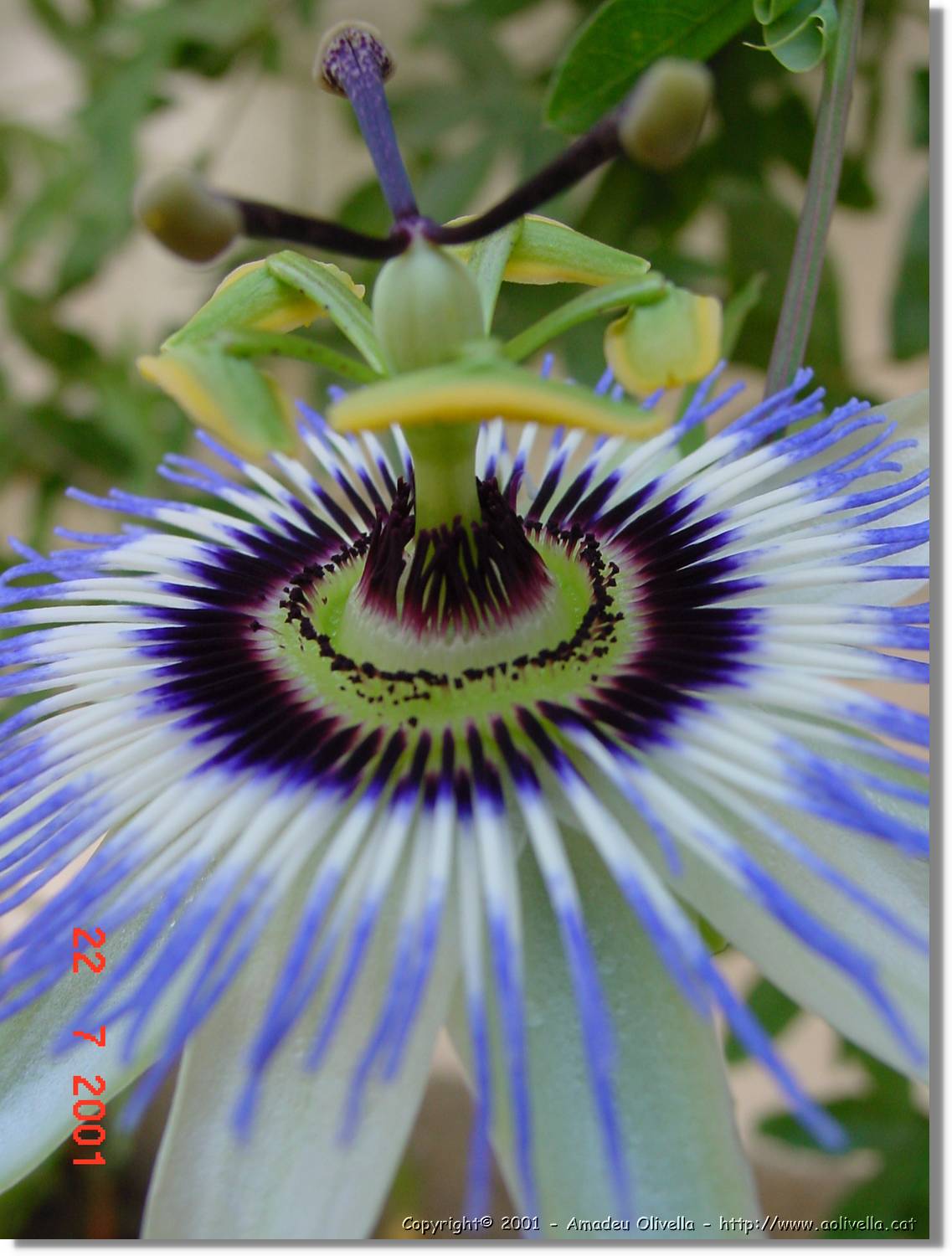 Flors_289.jpg