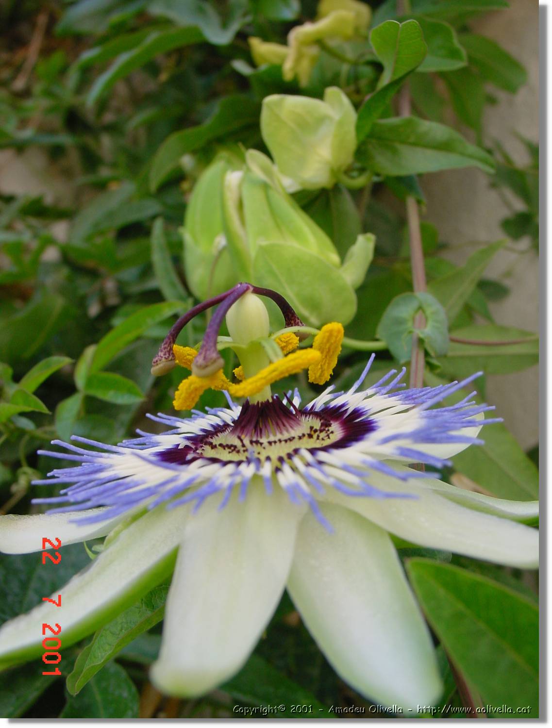 Flors_290.jpg