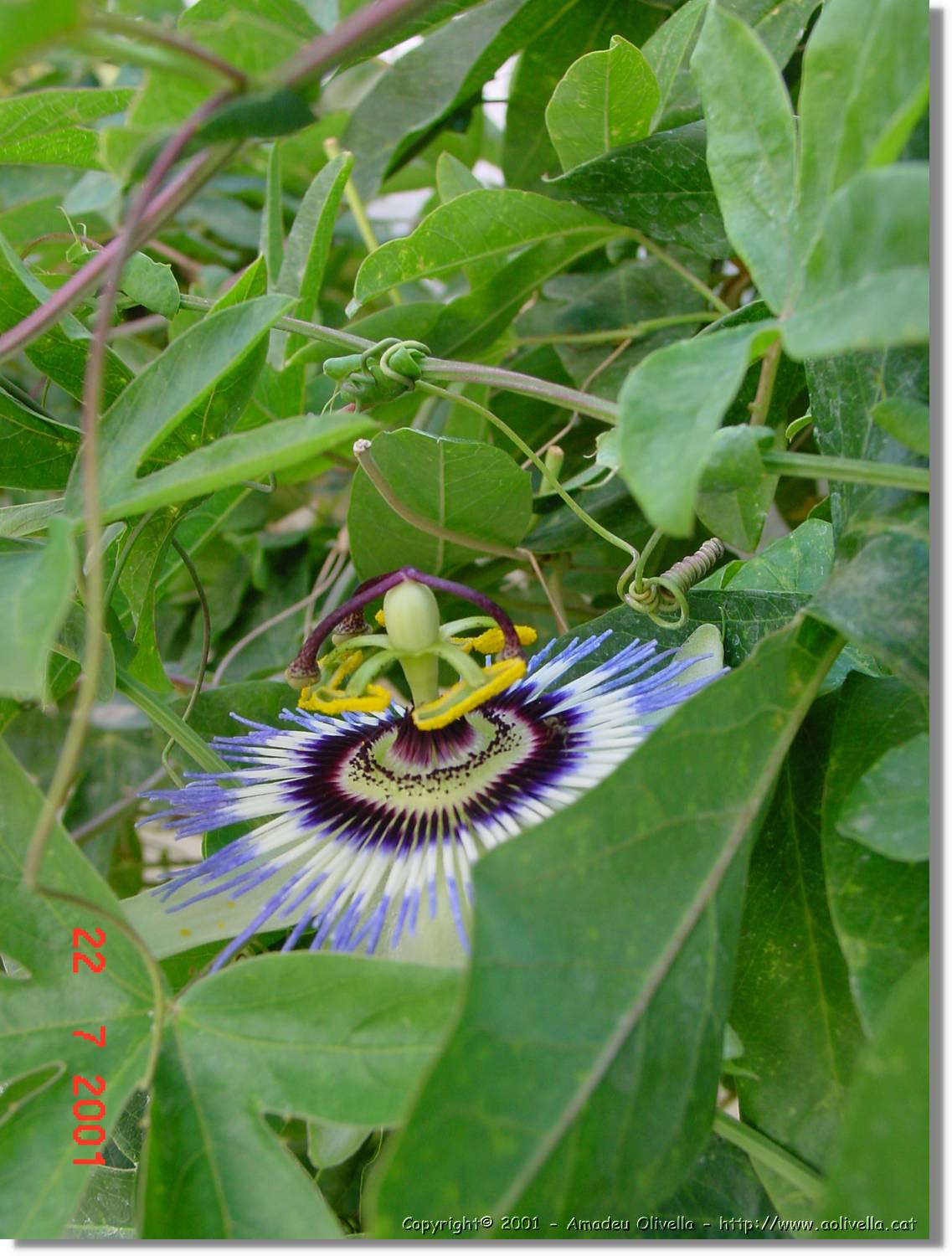 Flors_291.jpg