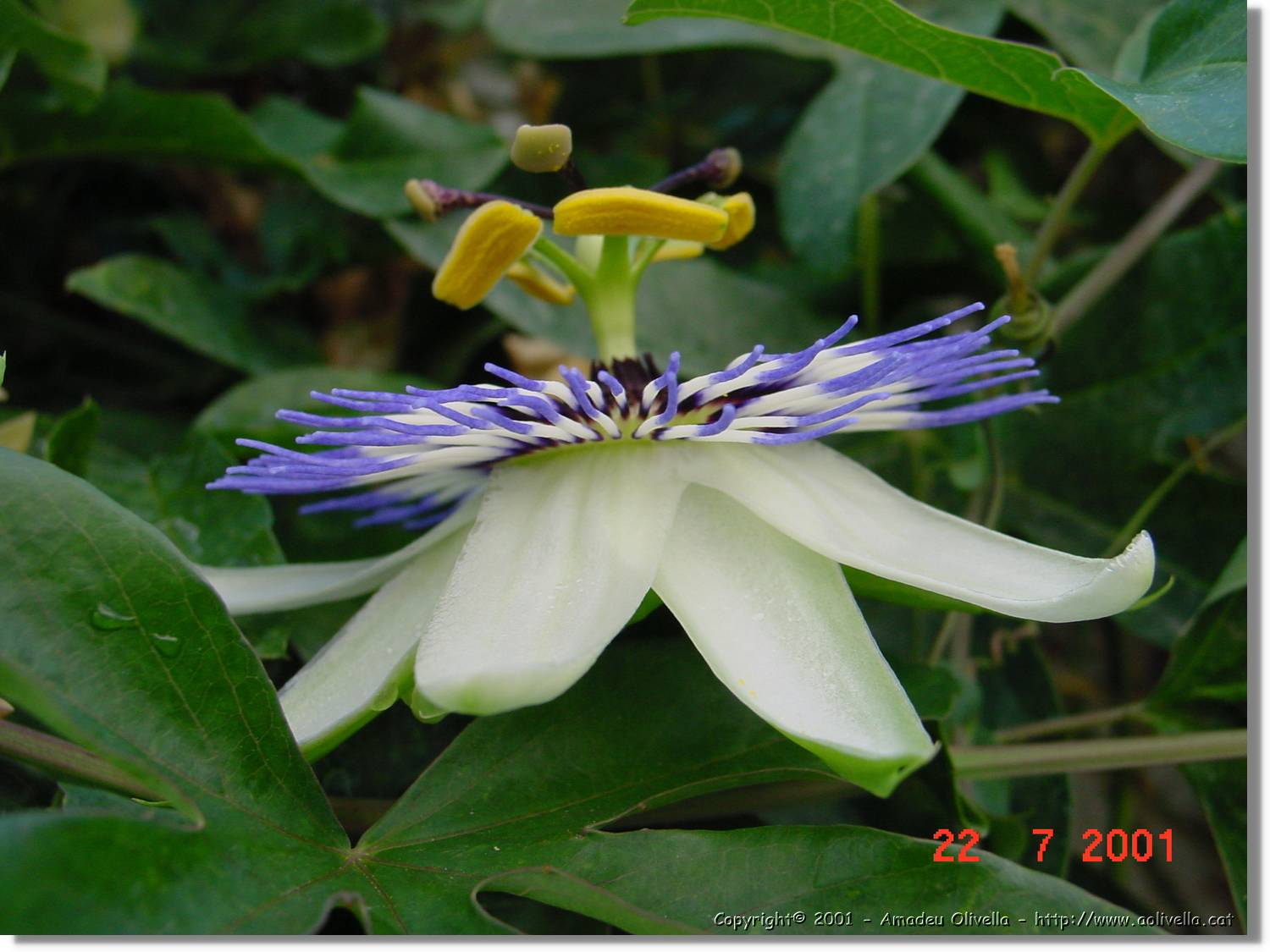 Flors_292.jpg