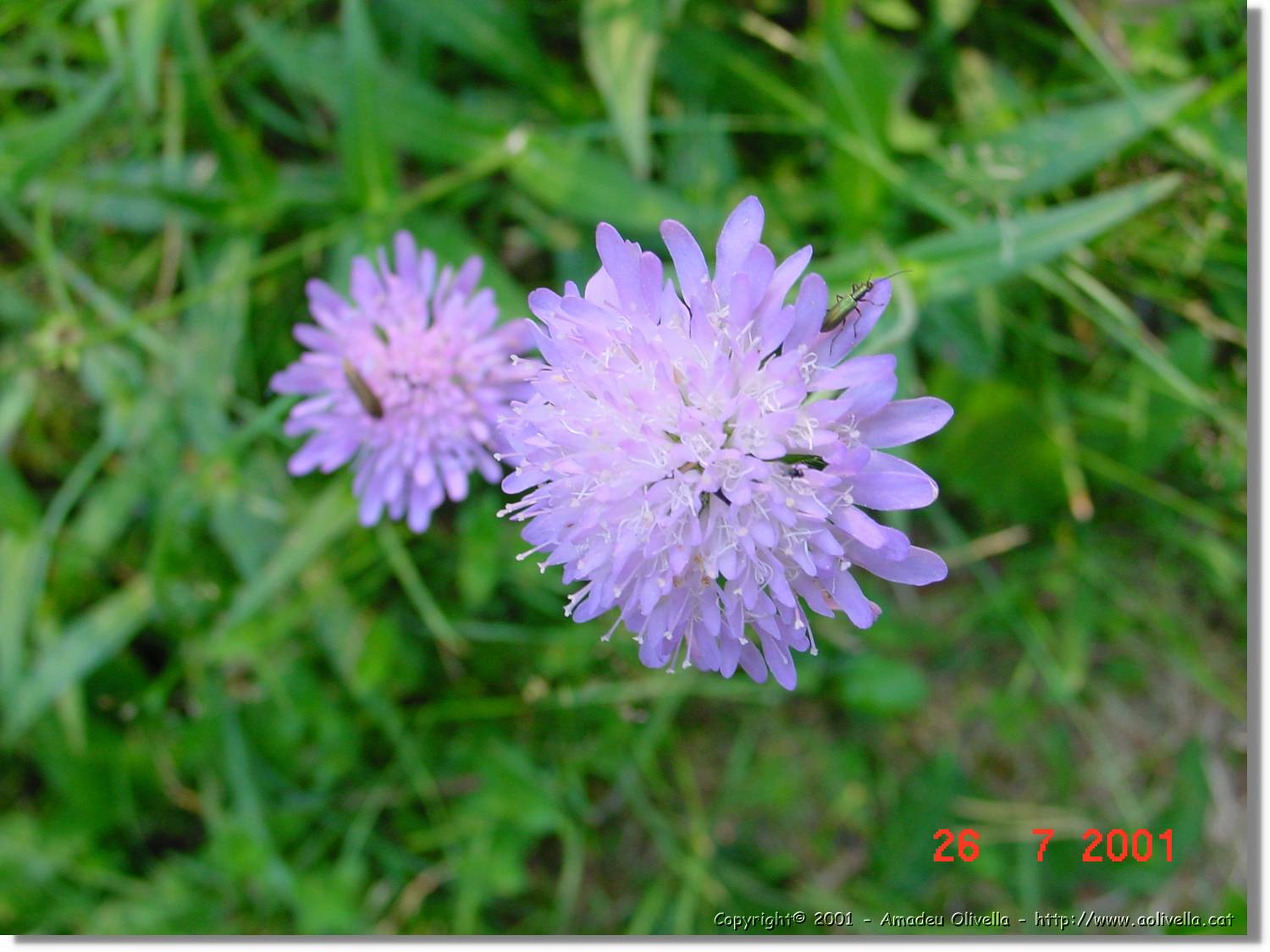 Flors_293.jpg