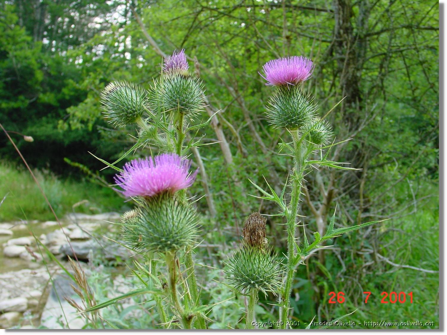 Flors_294.jpg