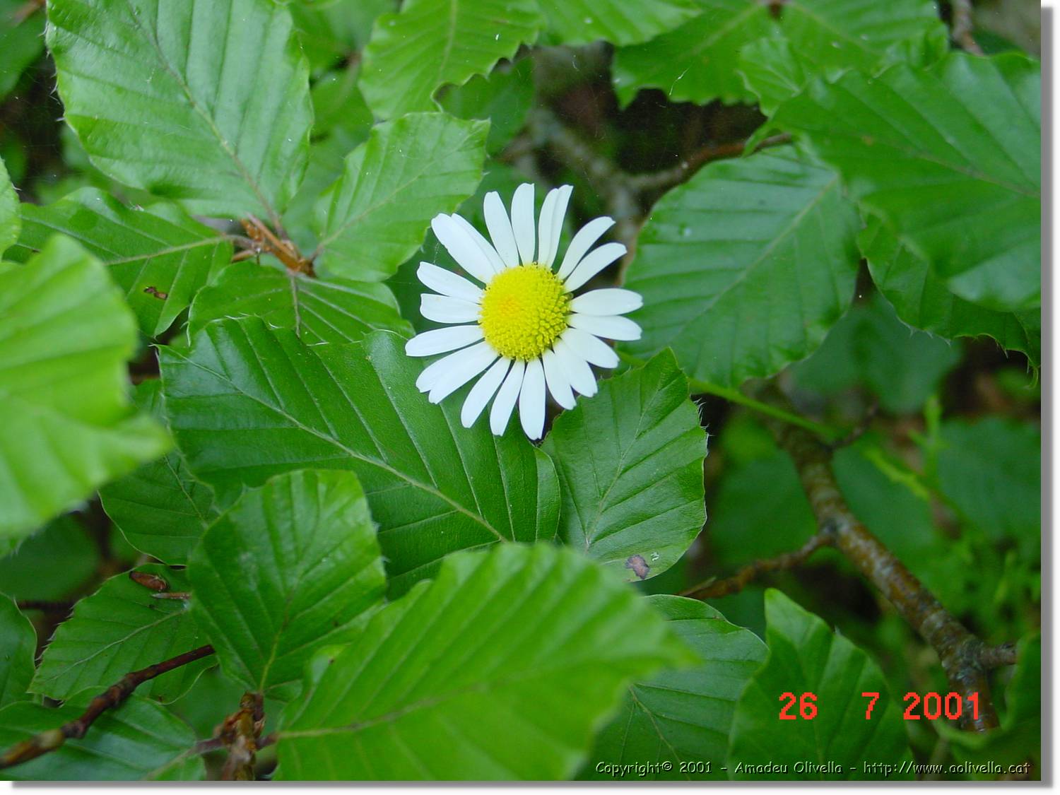 Flors_295.jpg