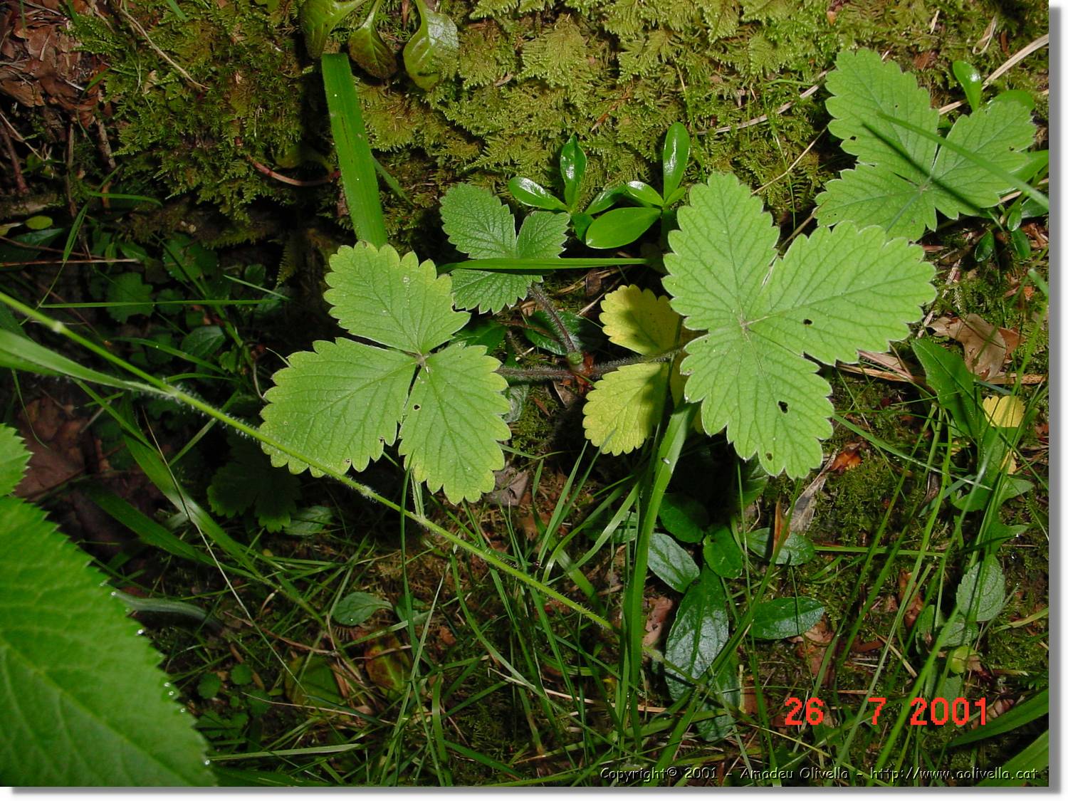 Flors_298.jpg