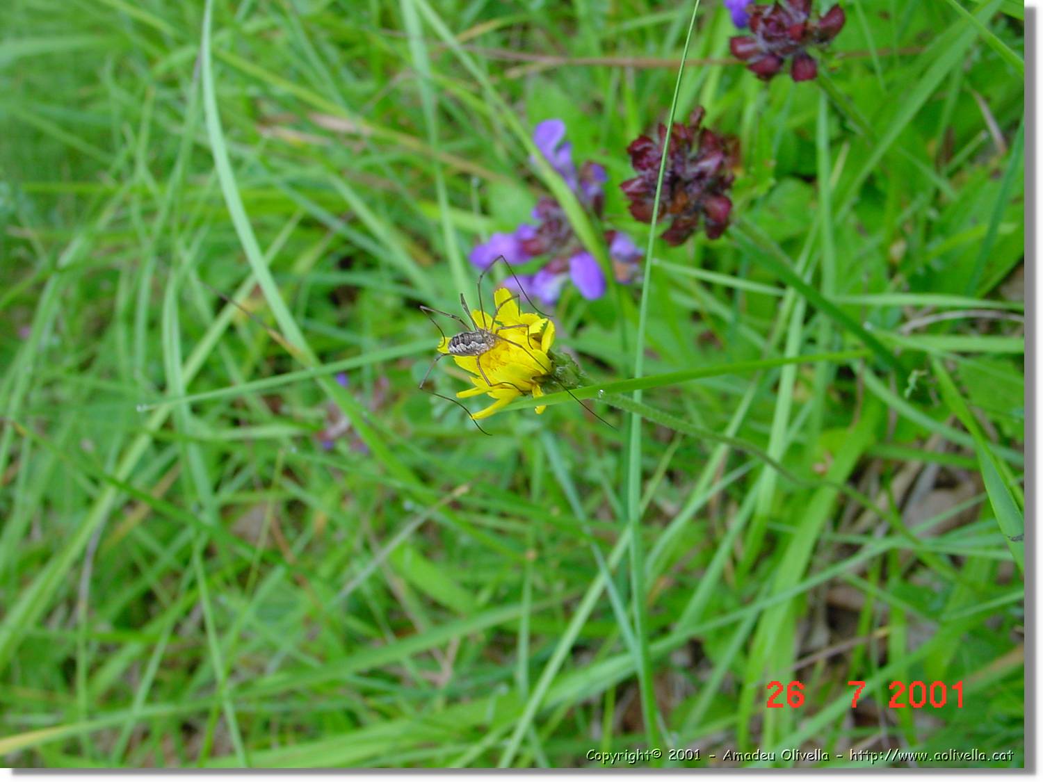 Flors_302.jpg