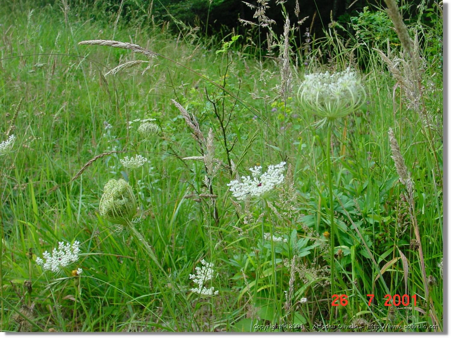 Flors_303.jpg