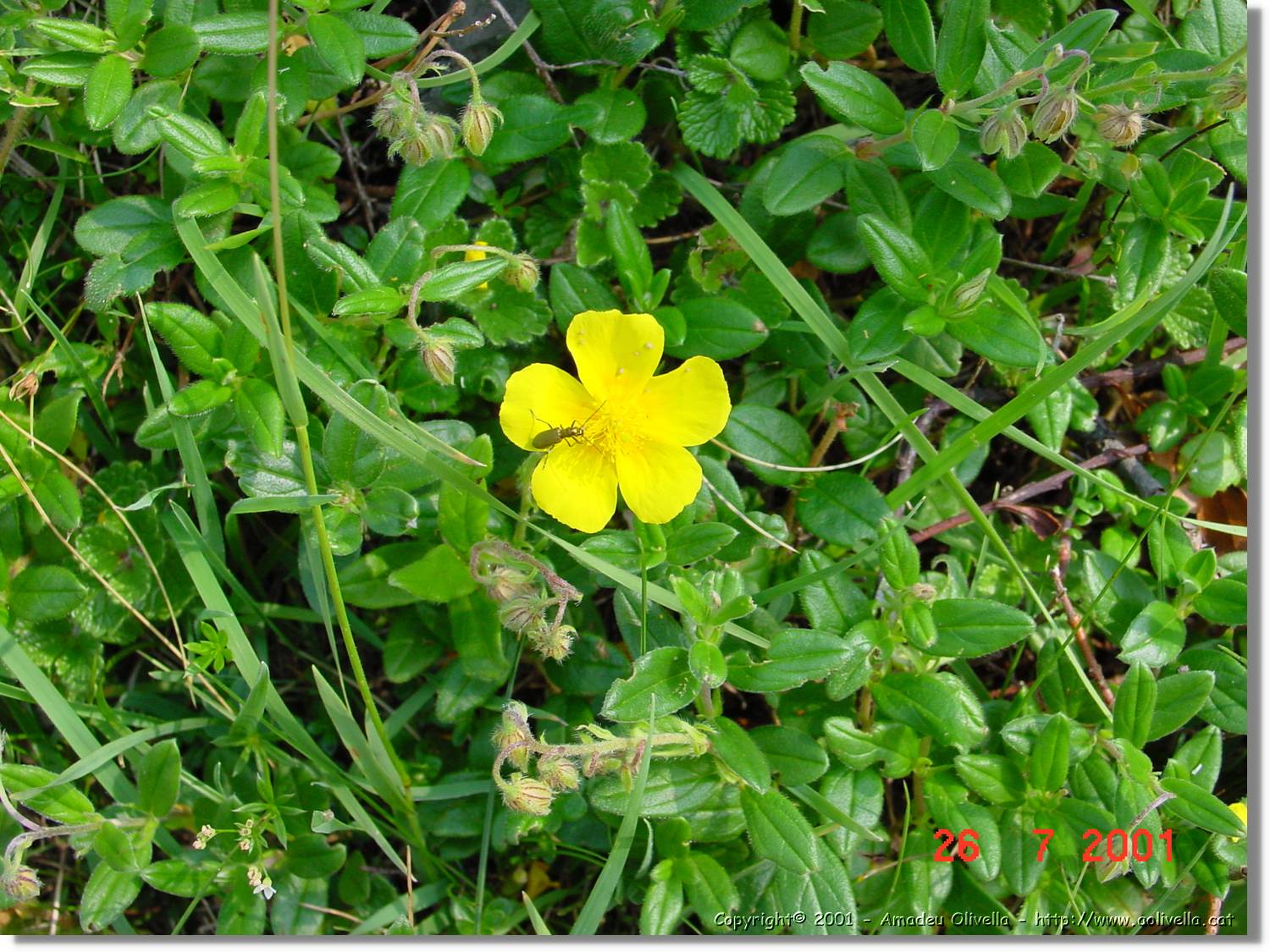 Flors_304.jpg