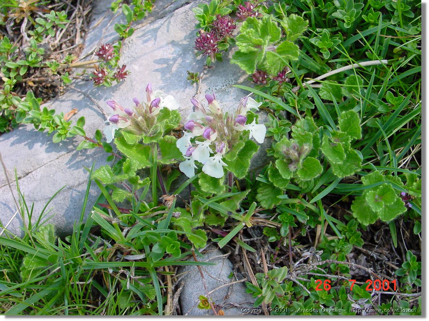Flors_305.jpg