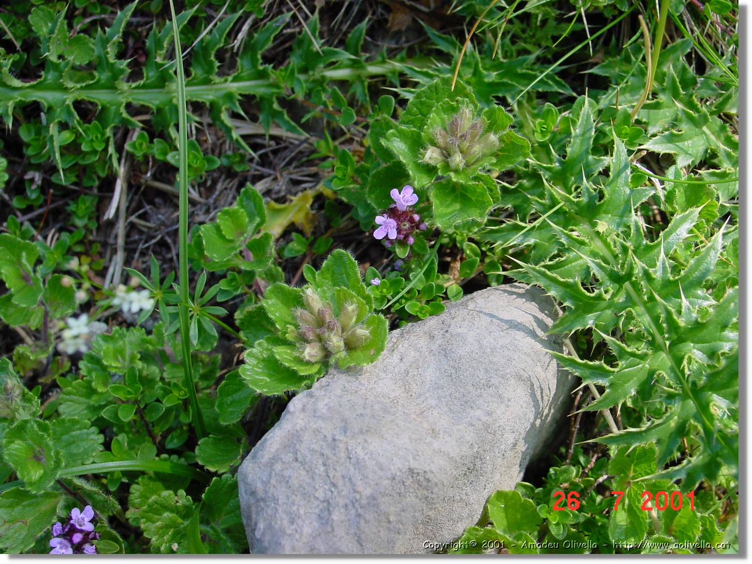 Flors_306.jpg