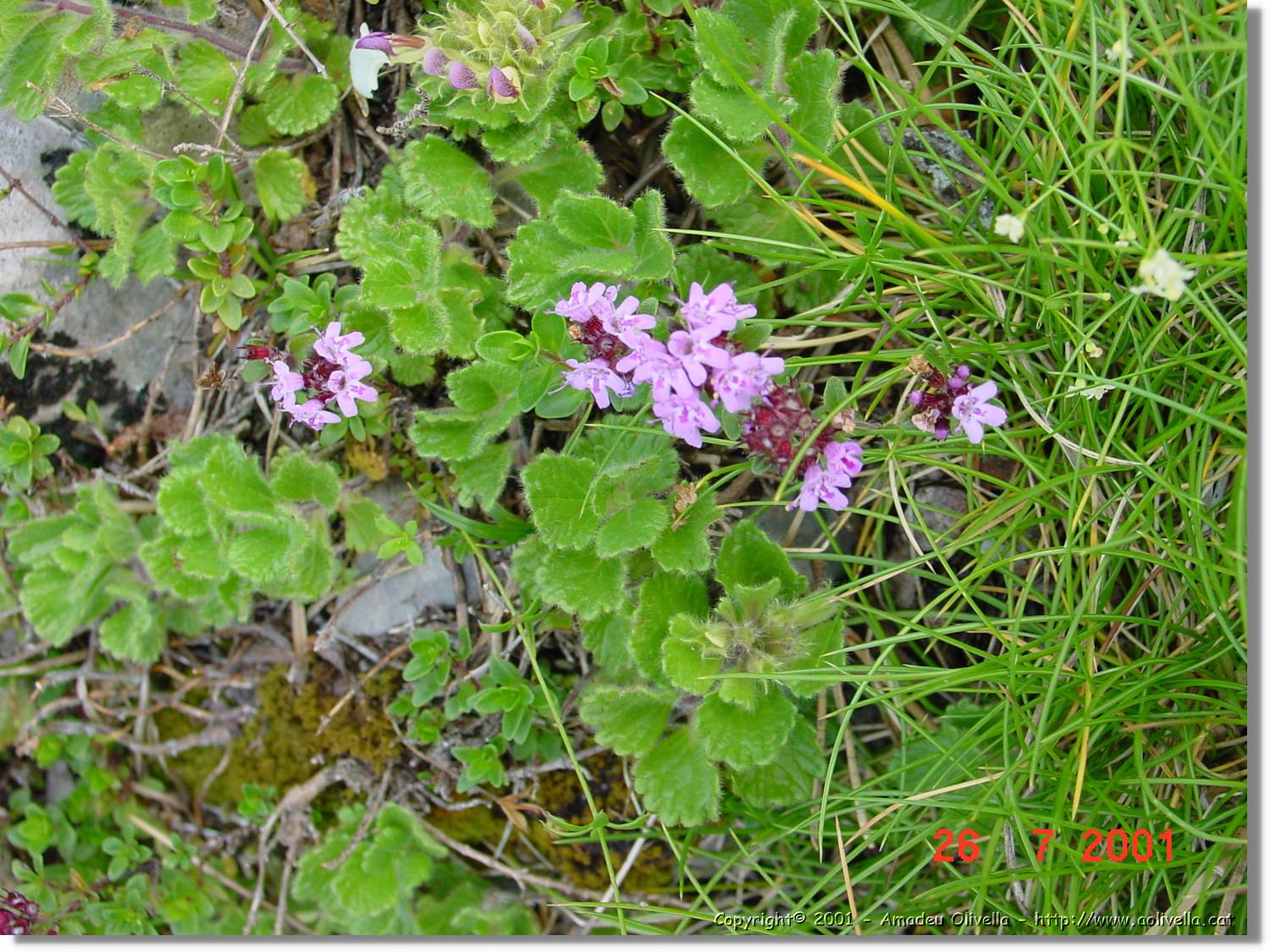 Flors_307.jpg
