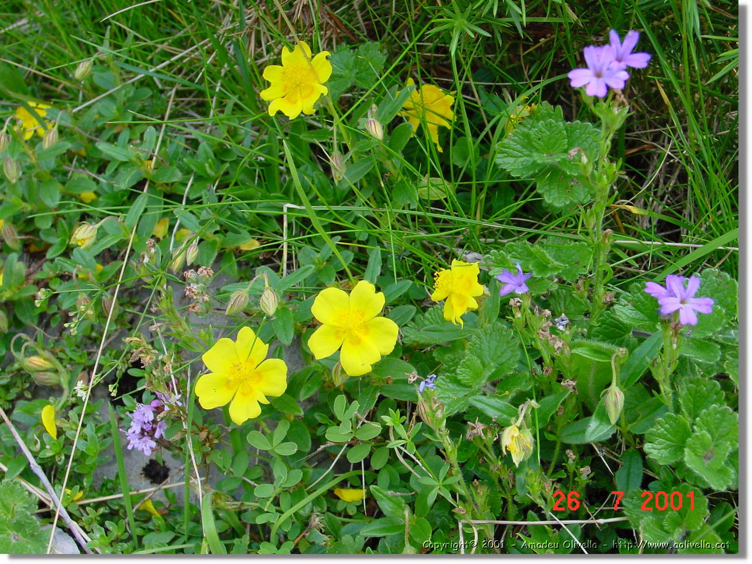 Flors_308.jpg