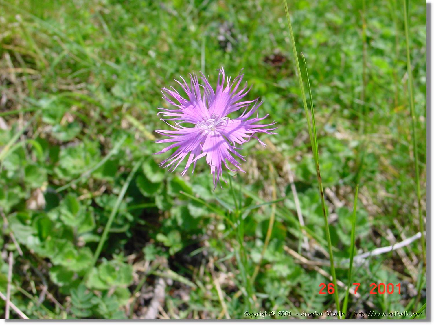 Flors_309.jpg