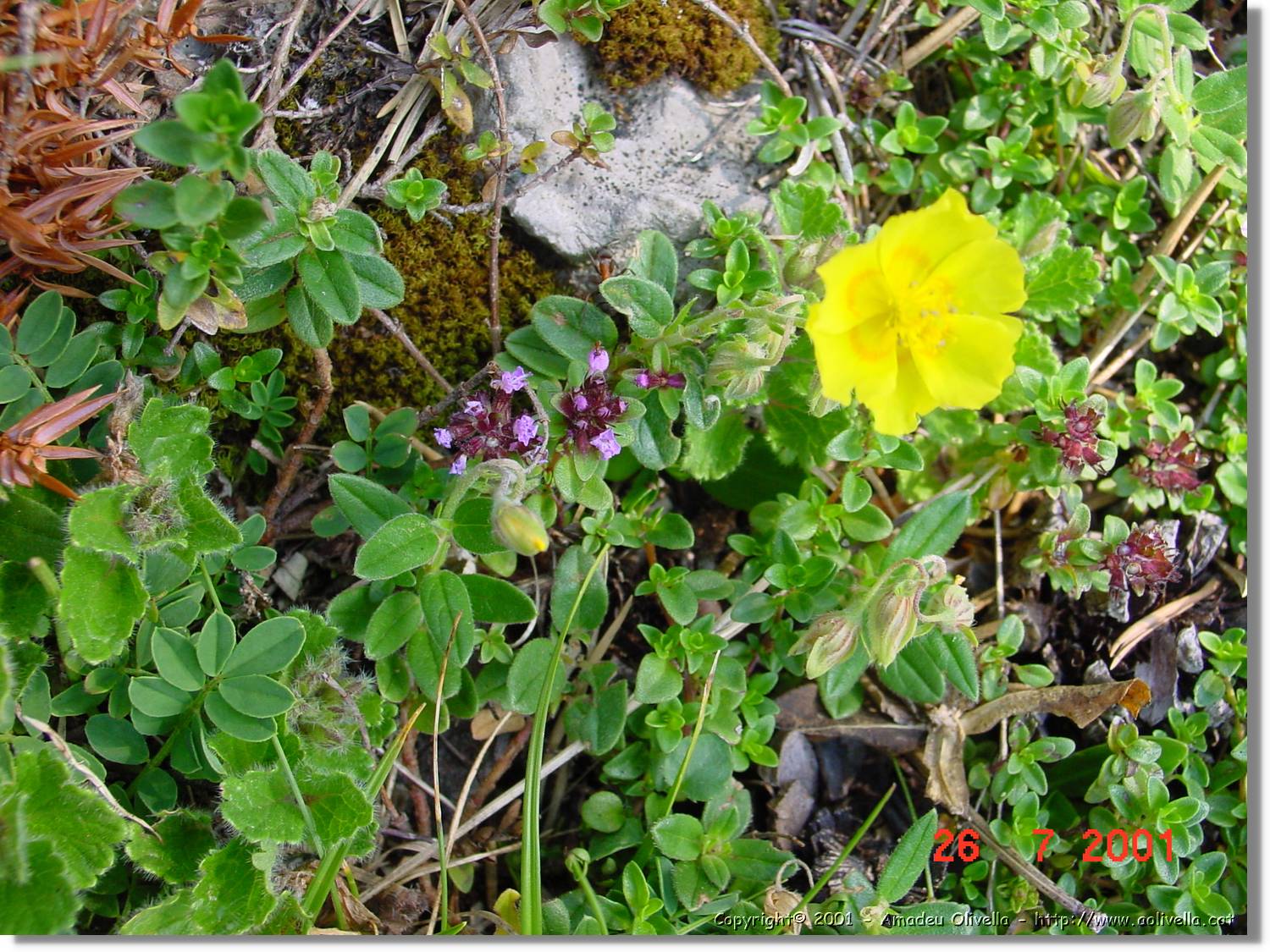 Flors_310.jpg