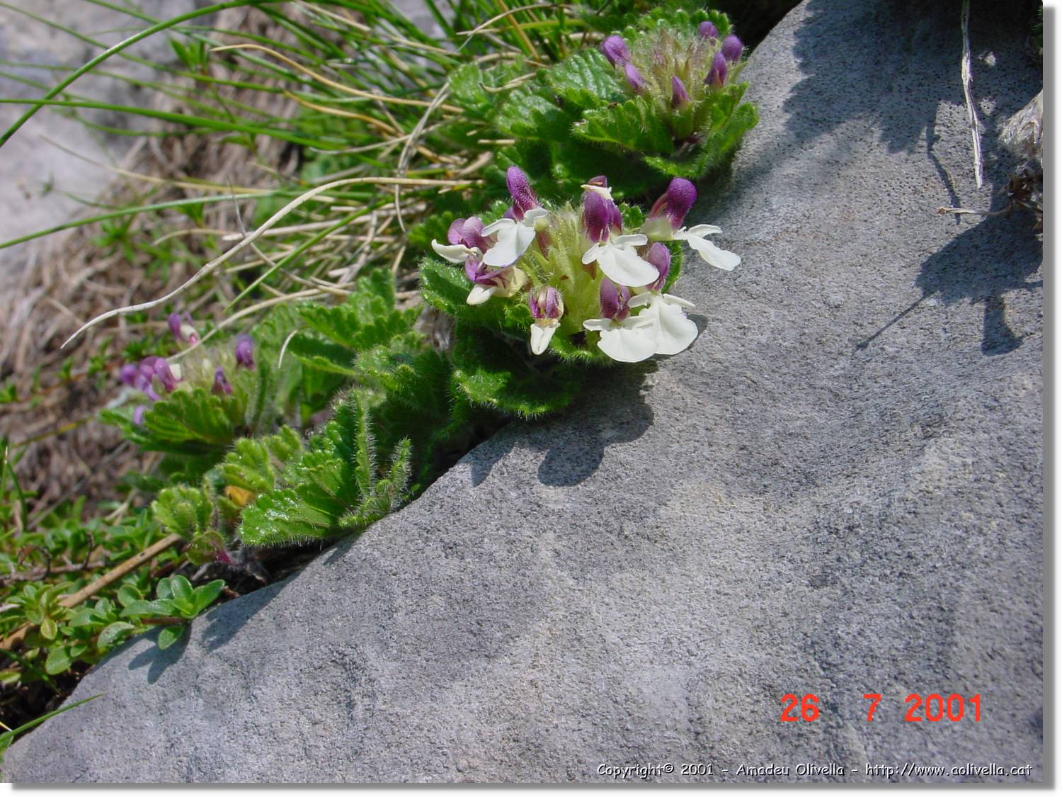 Flors_311.jpg