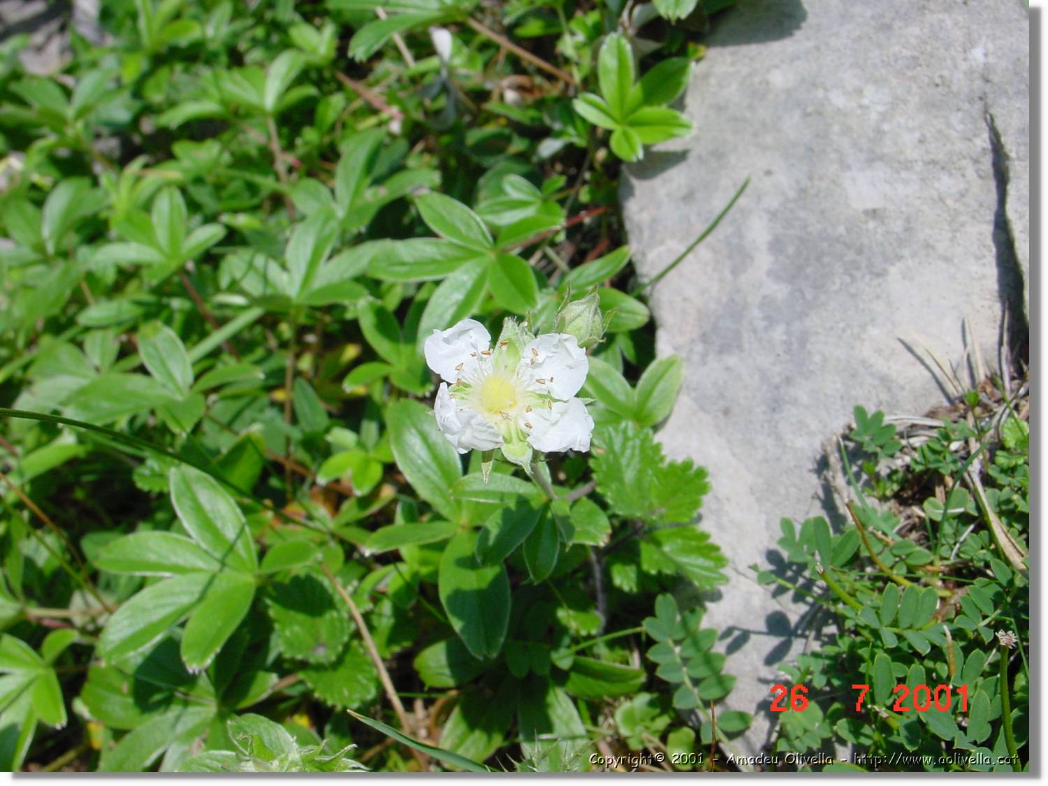 Flors_312.jpg