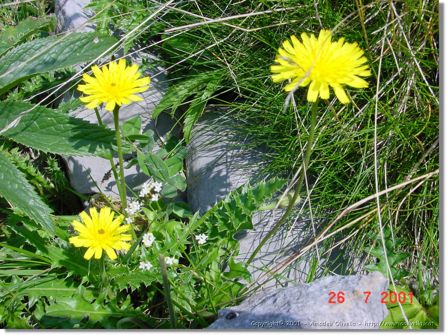 Flors_313.jpg