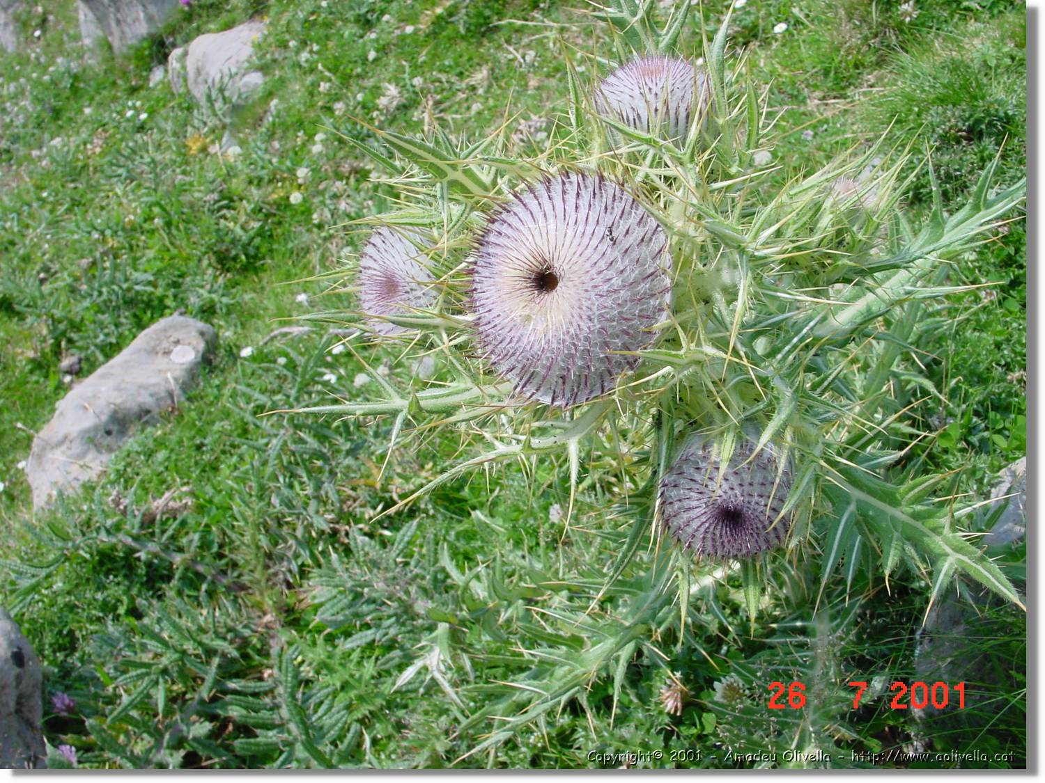 Flors_314.jpg