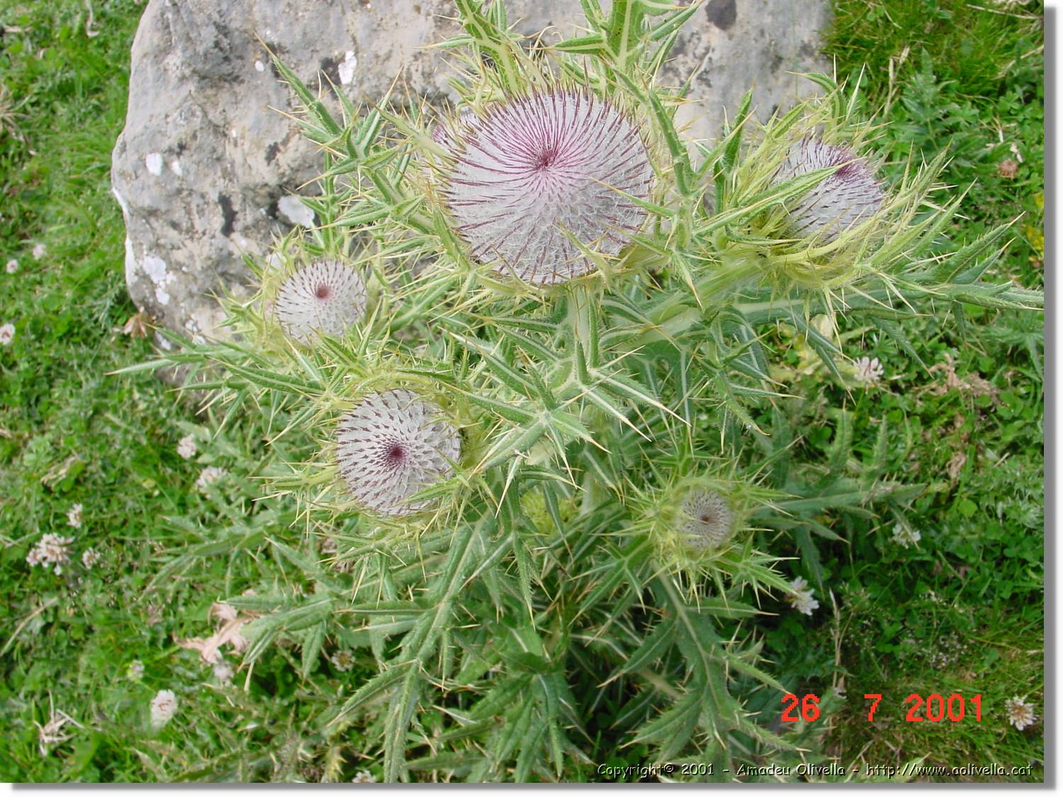 Flors_315.jpg