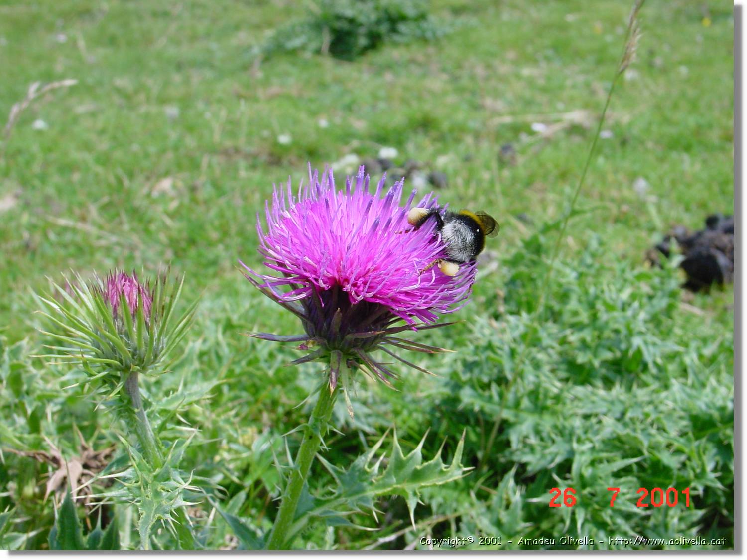 Flors_316.jpg
