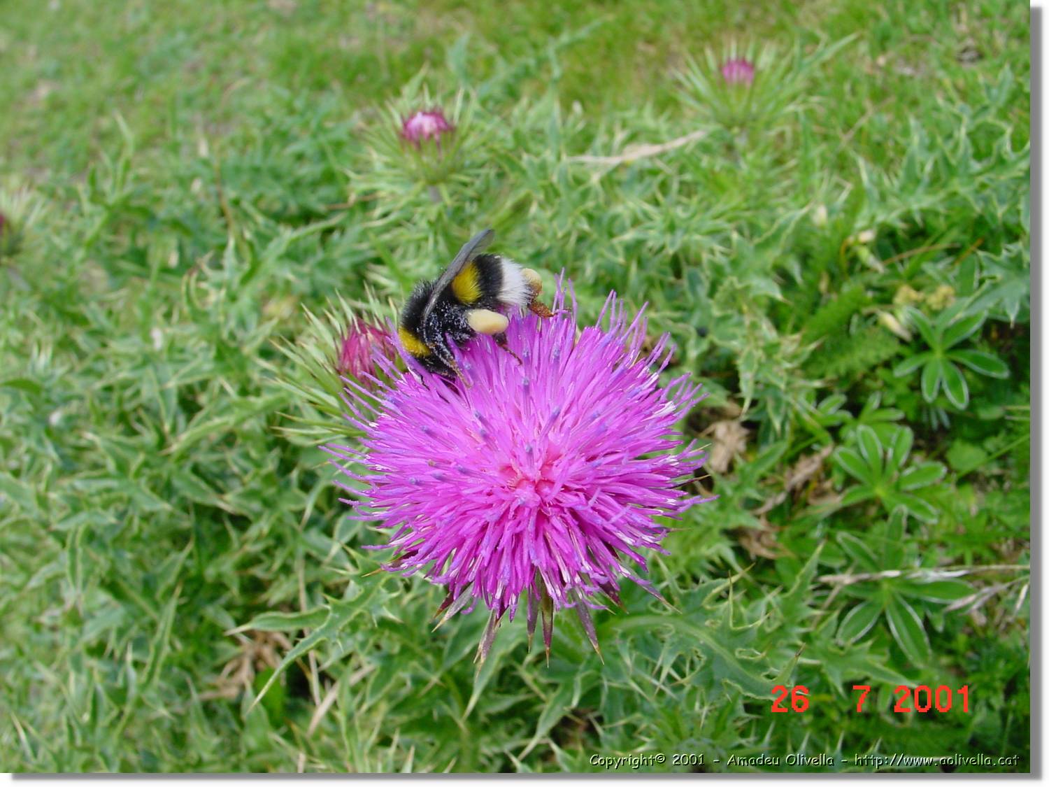 Flors_317.jpg