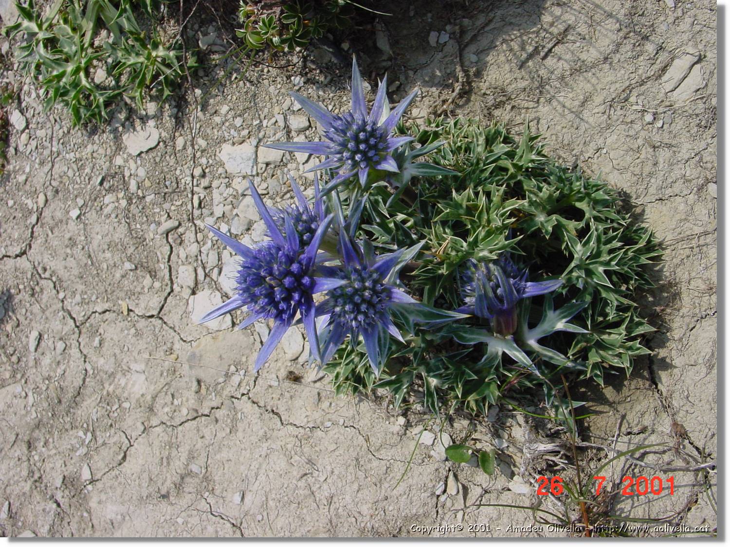 Flors_318.jpg