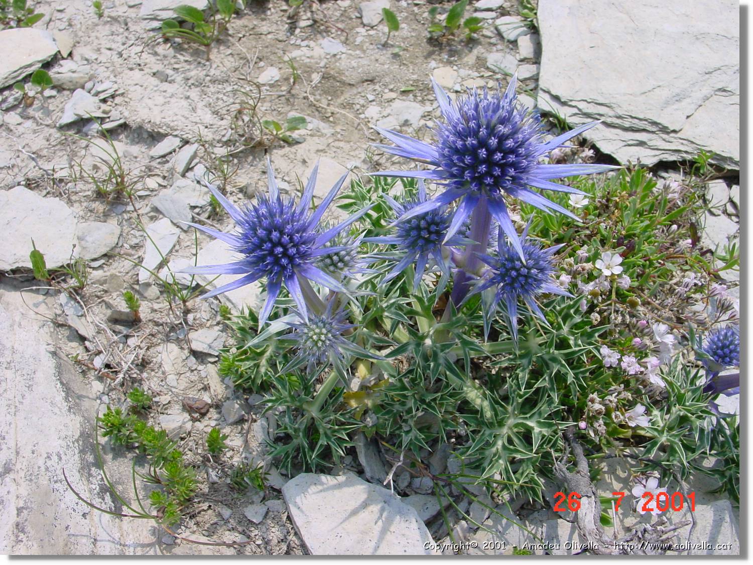 Flors_319.jpg