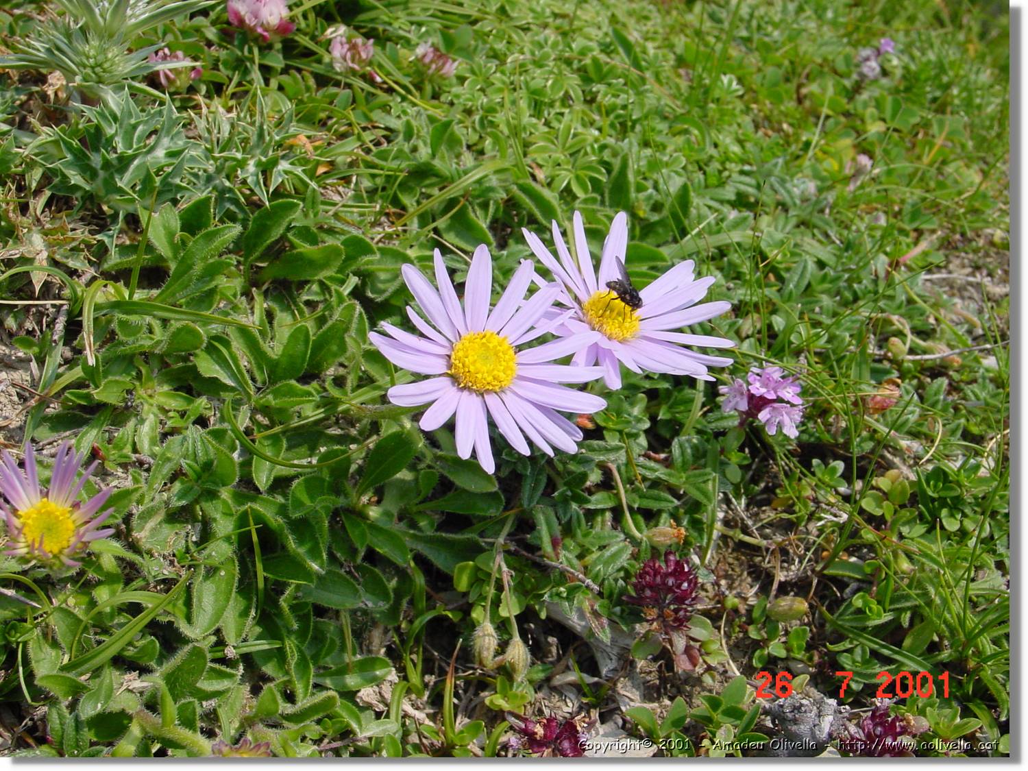 Flors_320.jpg