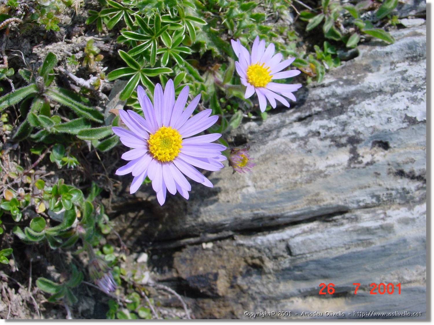 Flors_321.jpg