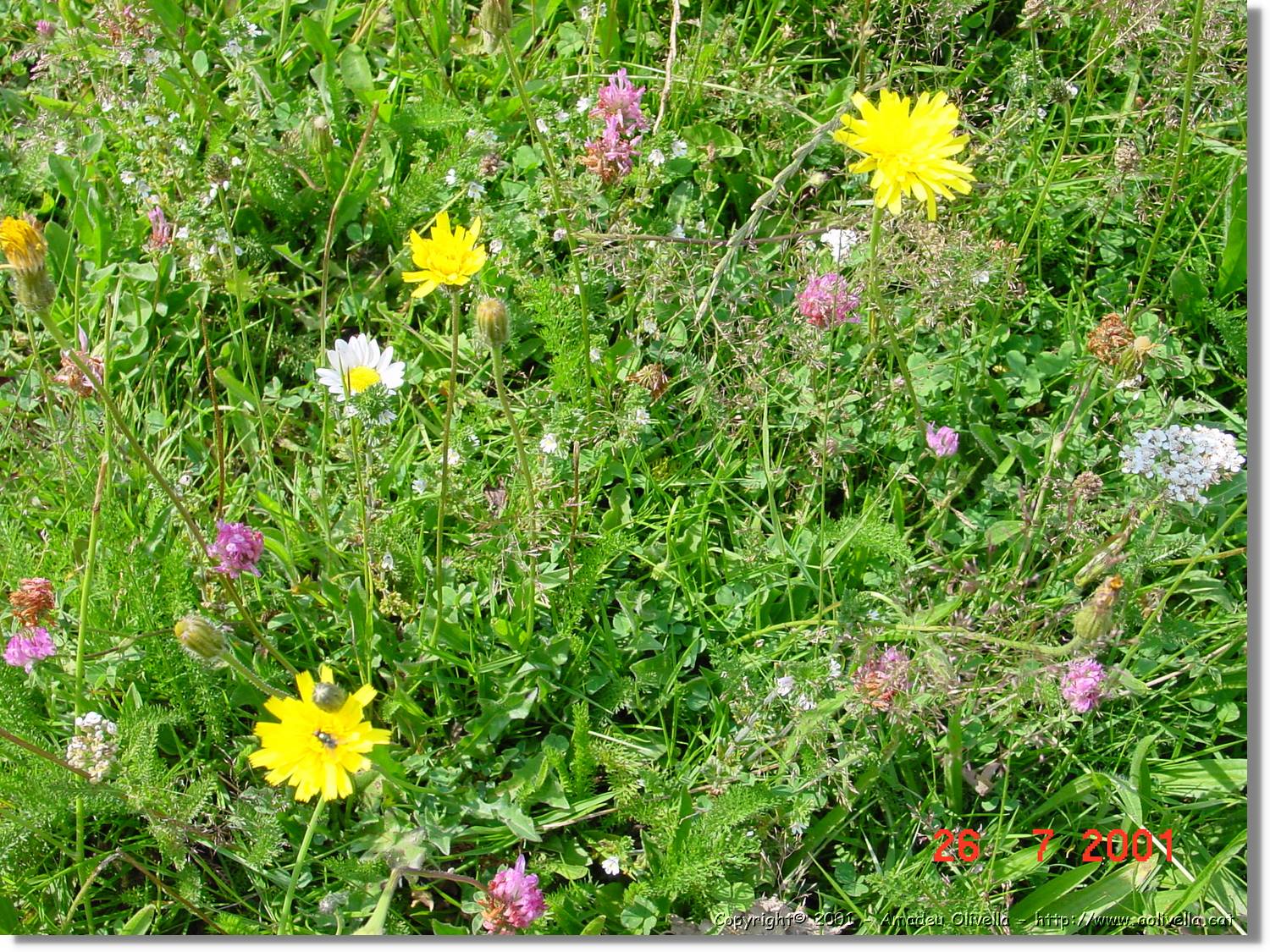 Flors_322.jpg