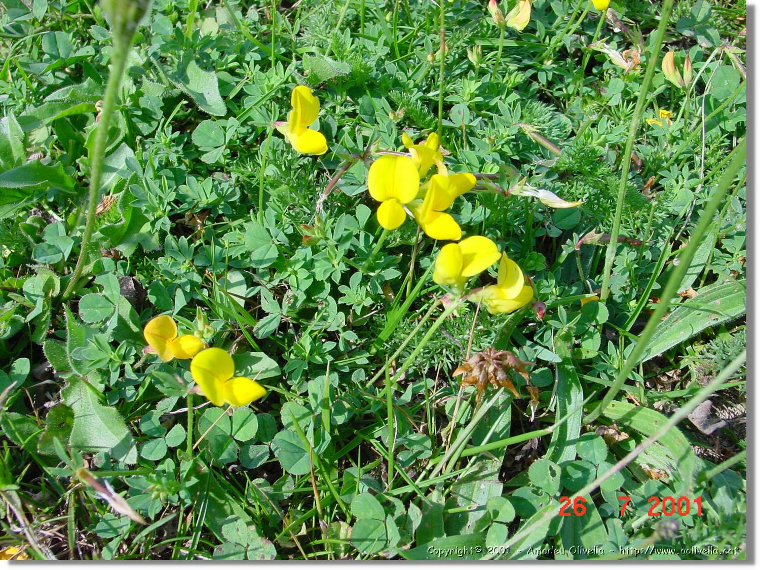 Flors_323.jpg
